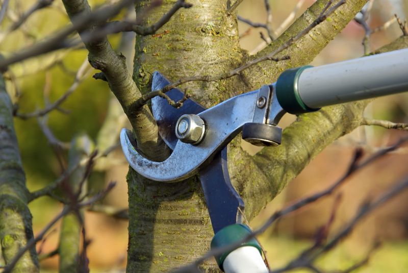 Limbs Trimming in Allentown, PA