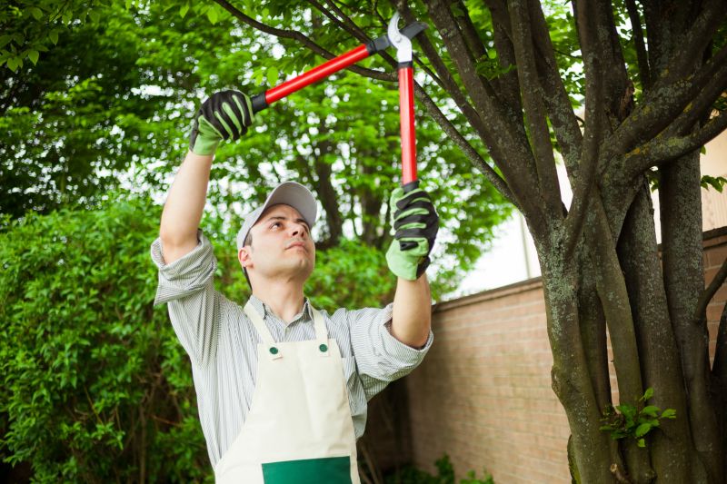 River Birch Trimming in Pottstown, PA