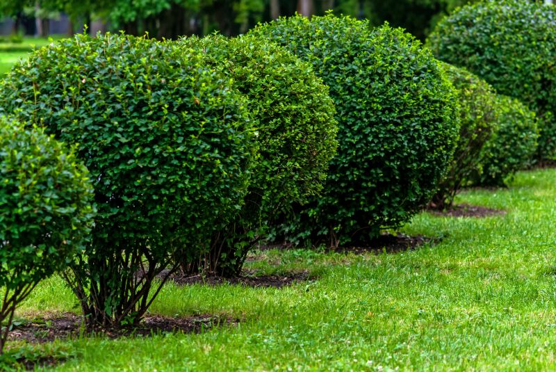 Trimming Overgrown Shrubs