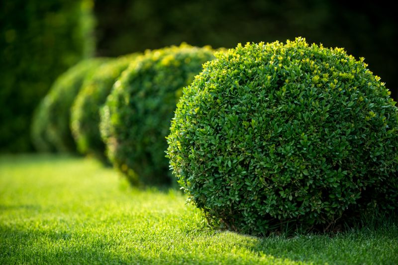 Trimmed Shrub with Defined Shape