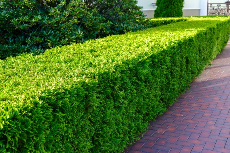 Decorative Hedge