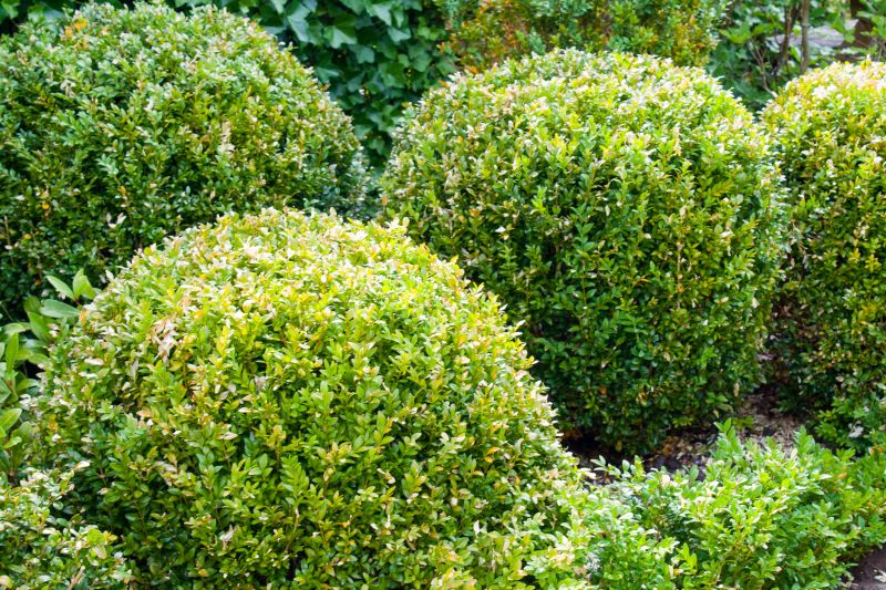 Shrub with Neat Edges