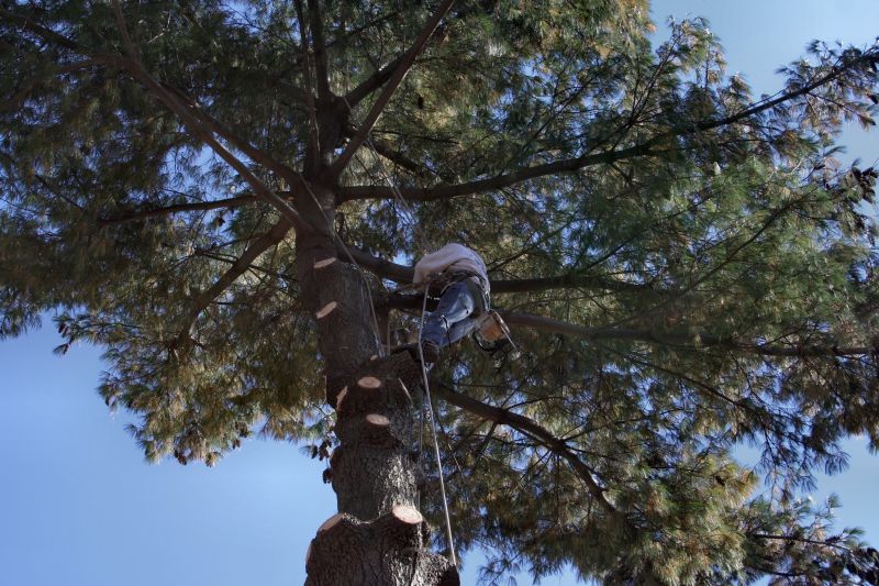 Tree Trimming Service in Allentown, PA